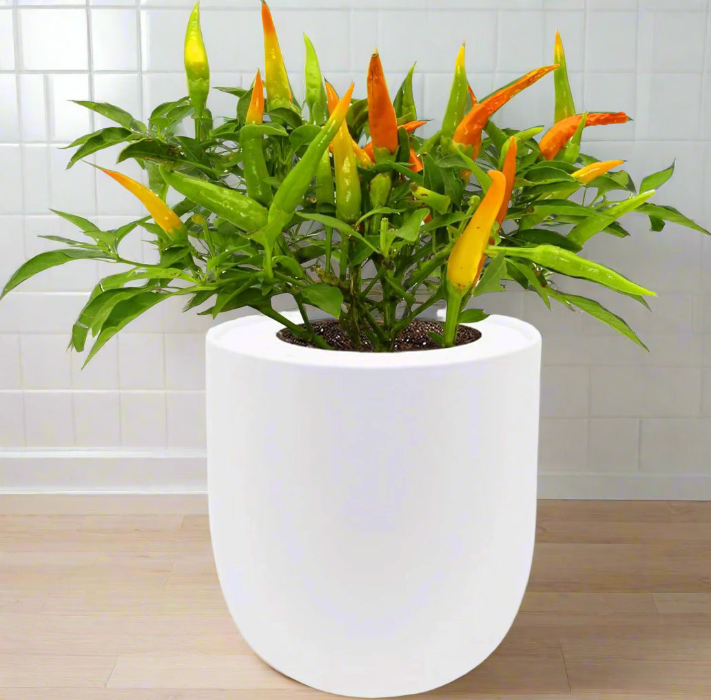 Ornamental Pepper (Chilly Chili)