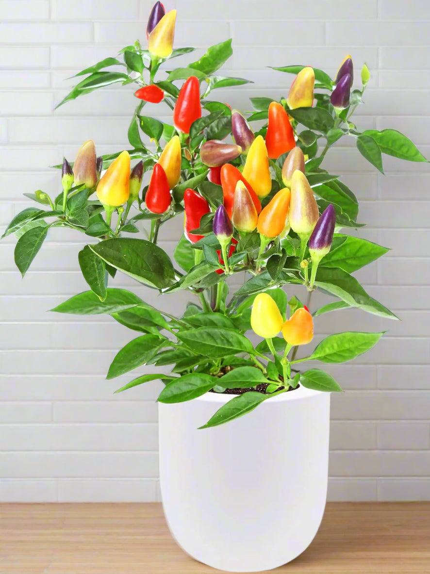 Ornamental Pepper (Autumn Time)
