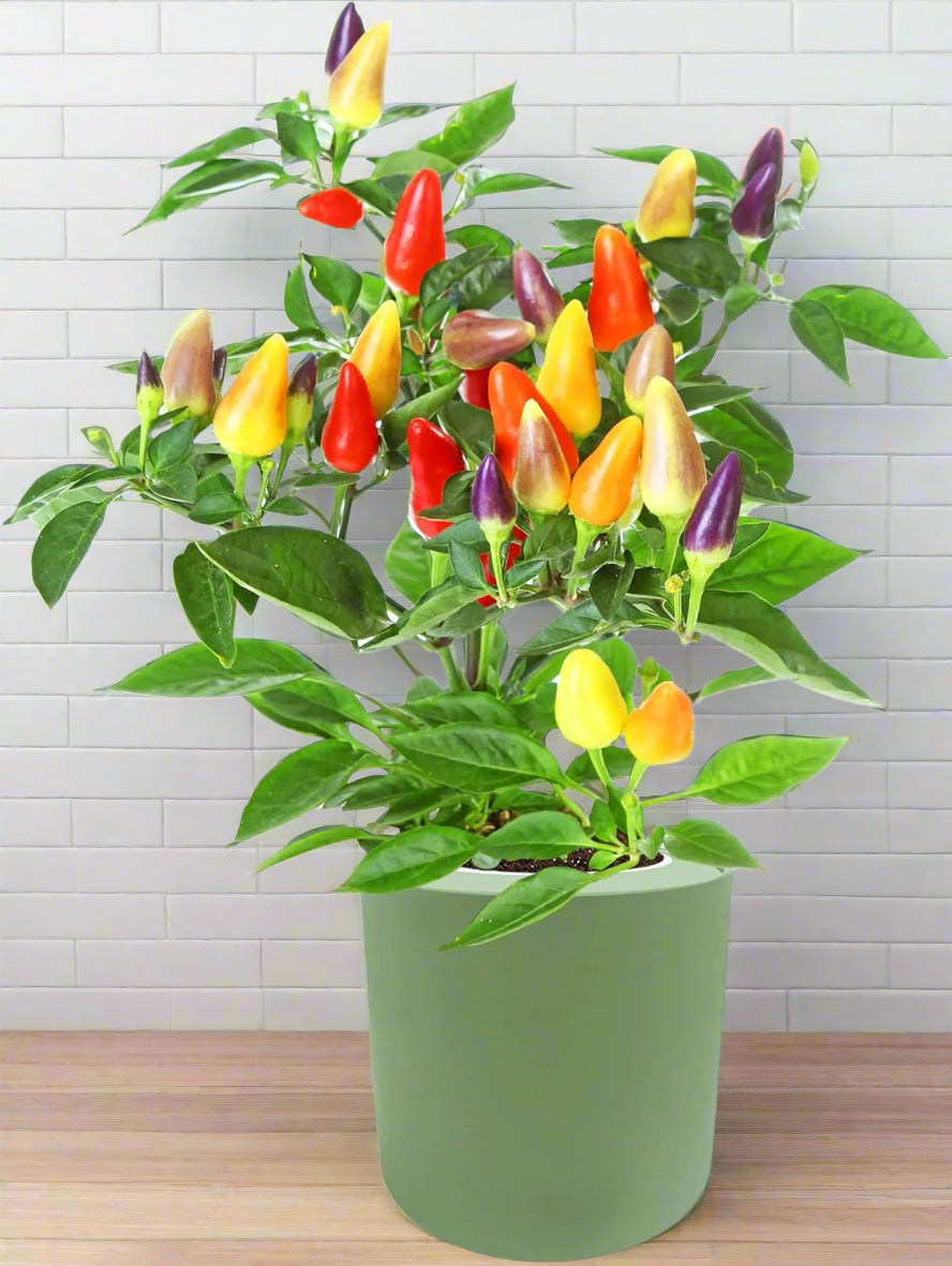 Ornamental Pepper (Autumn Time)