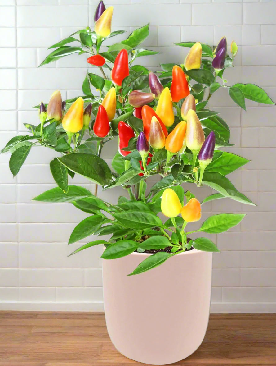 Ornamental Pepper (Autumn Time)