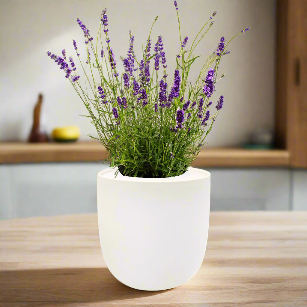 Lavender Hydroponic Herb Kit
