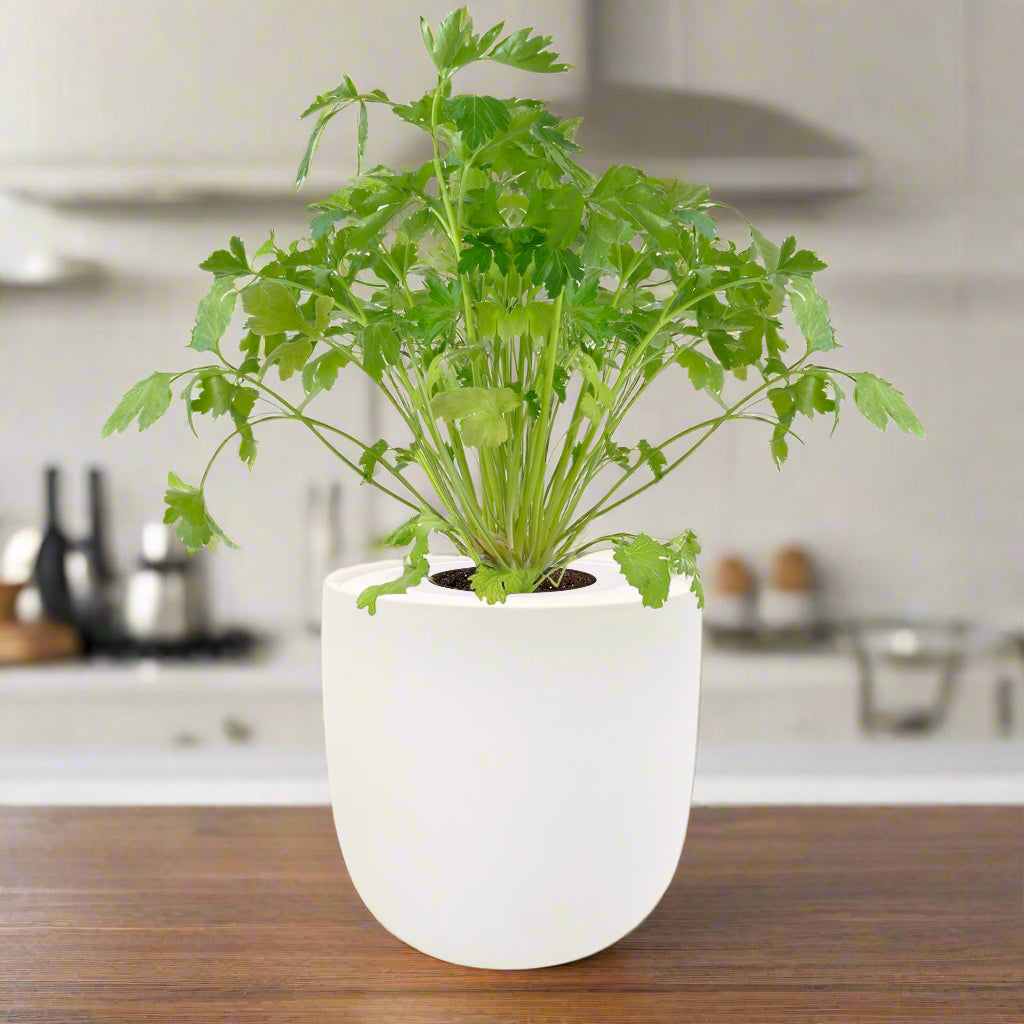cilantro plant care indoor Cilantro Hydroponic Kit – Enviro Garden