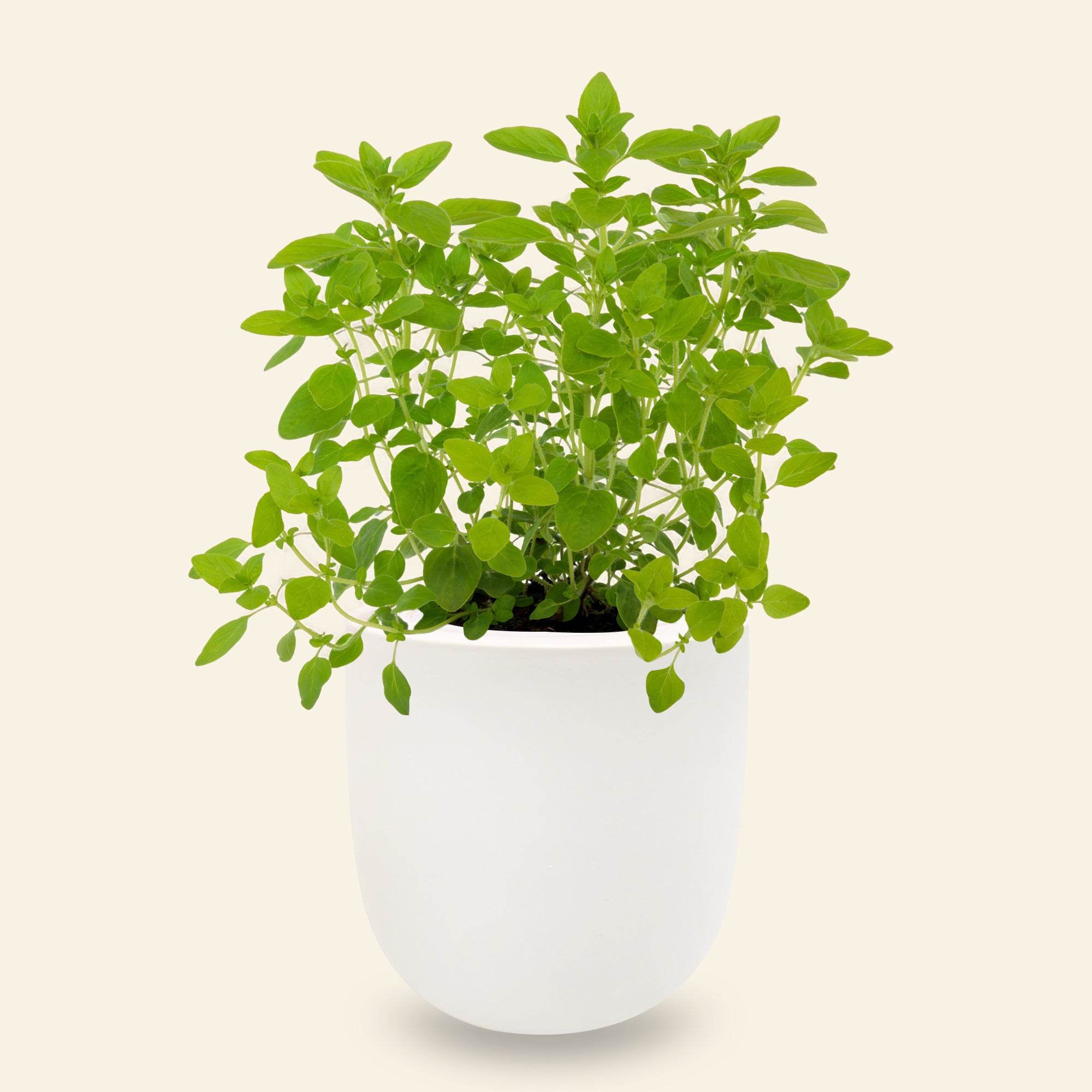 Marjoram Hydroponic Kit