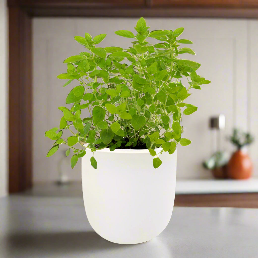 Marjoram Hydroponic Kit