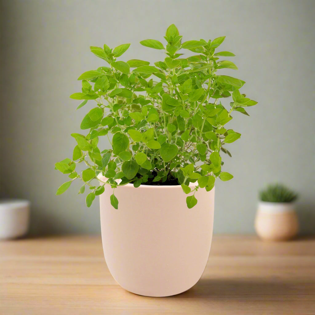 Marjoram Hydroponic Kit