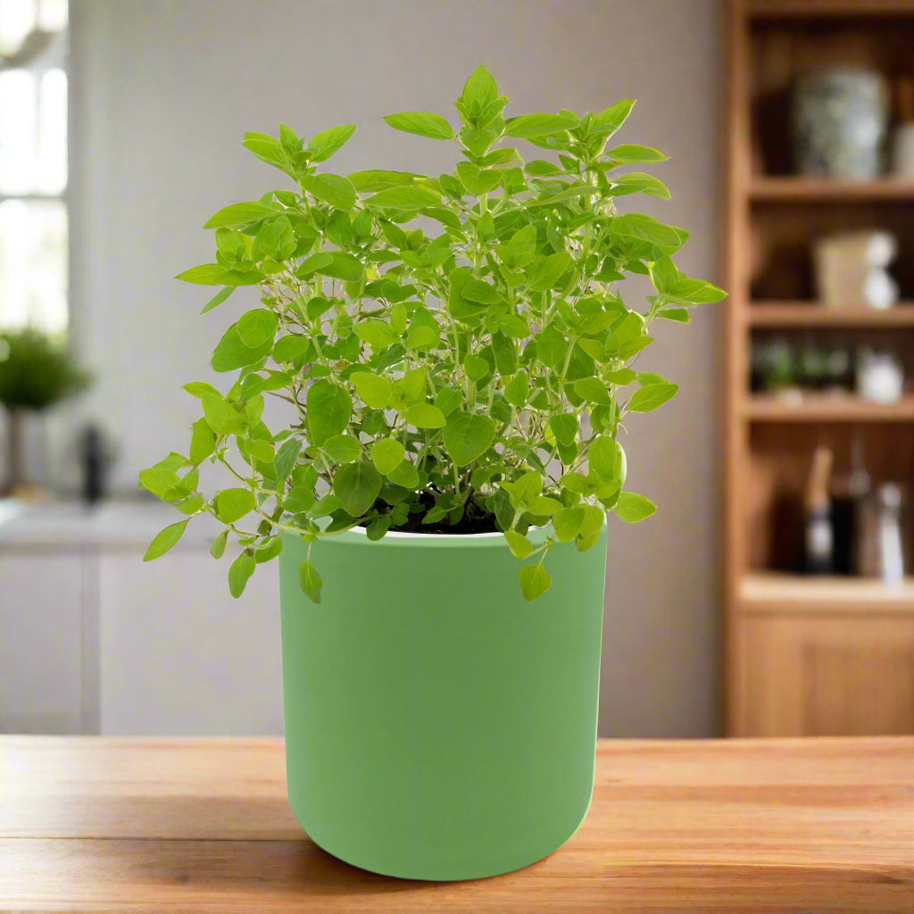 Marjoram Hydroponic Kit