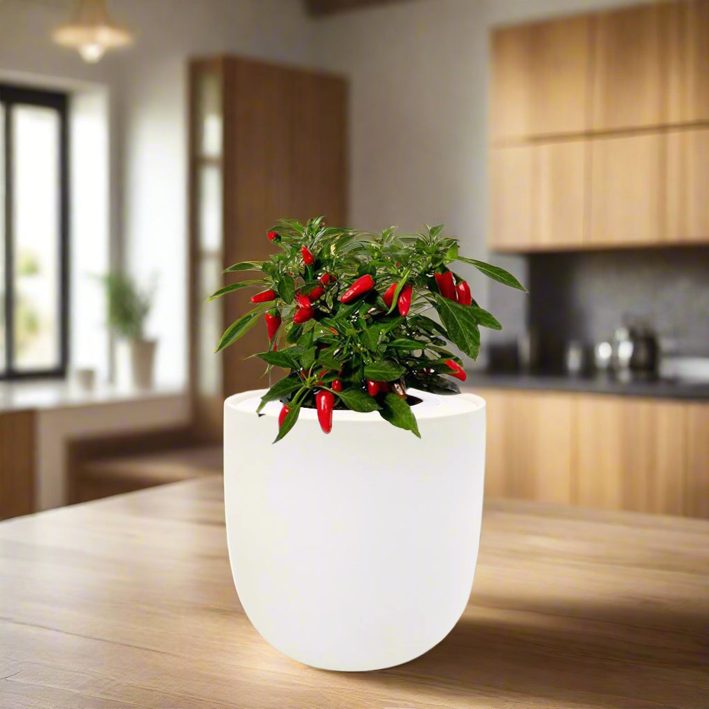 Pepper - Sweet Nardello