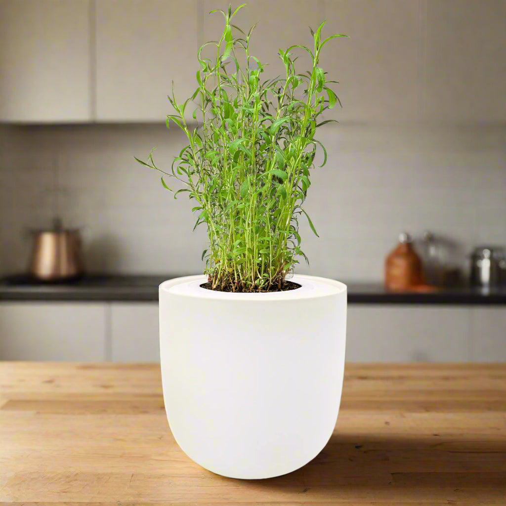 Tarragon Hydroponic Kit – Enviro Garden