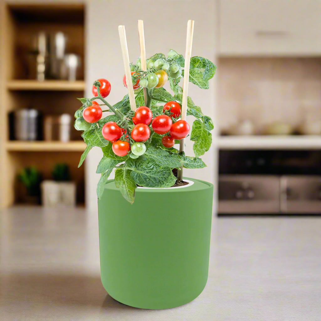 Sweetie Cherry Tomato Hydroponic Kit