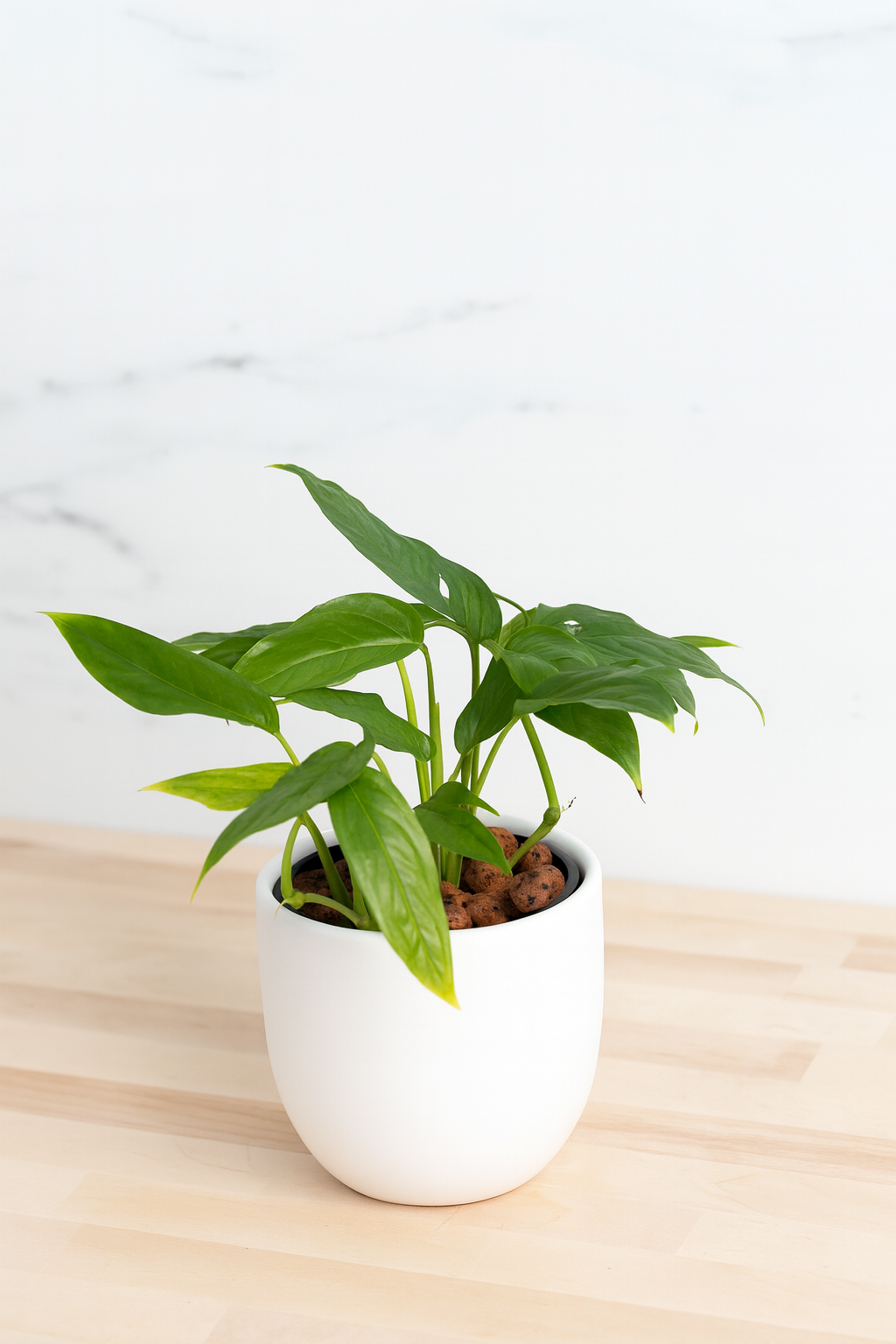 Monstera Deliciosa