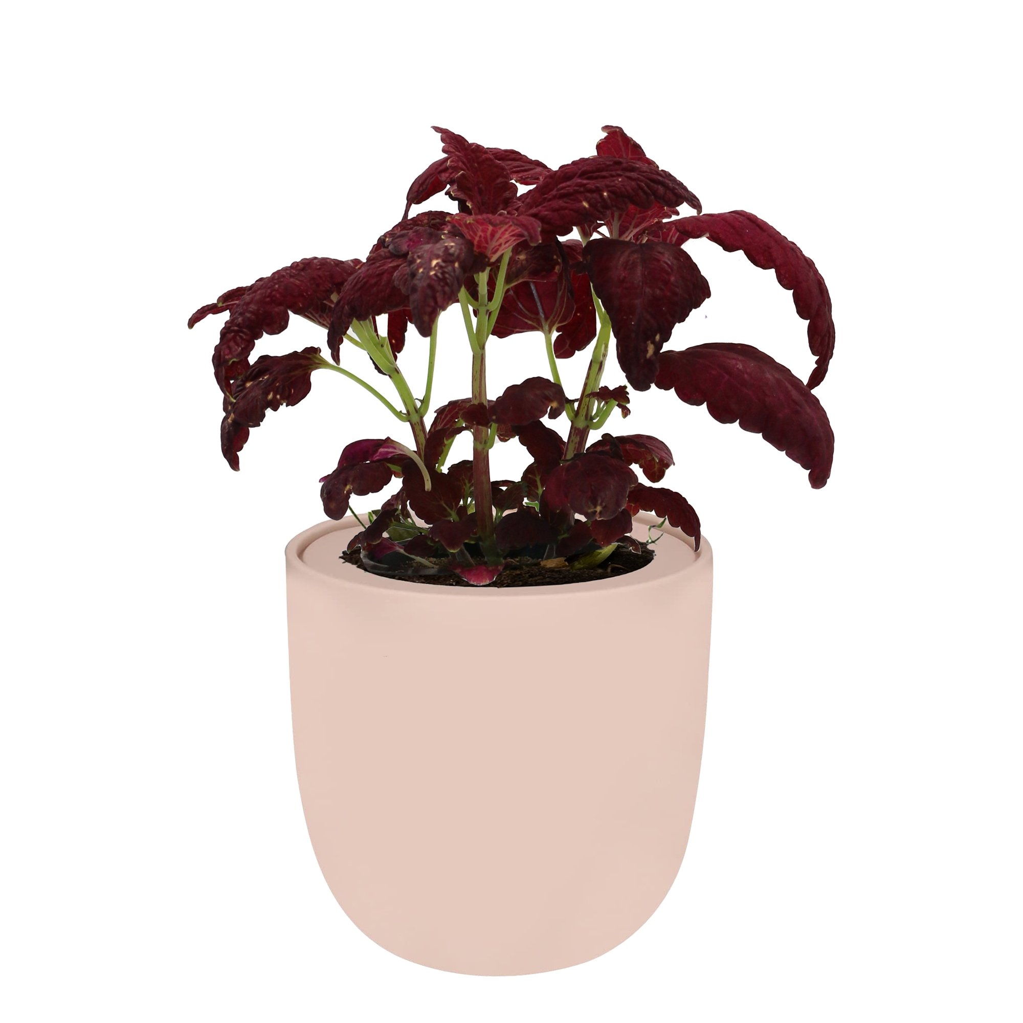 Coleus - Black Dragon Pink Ceramic Pot Hydroponic Growing Kit with Seeds