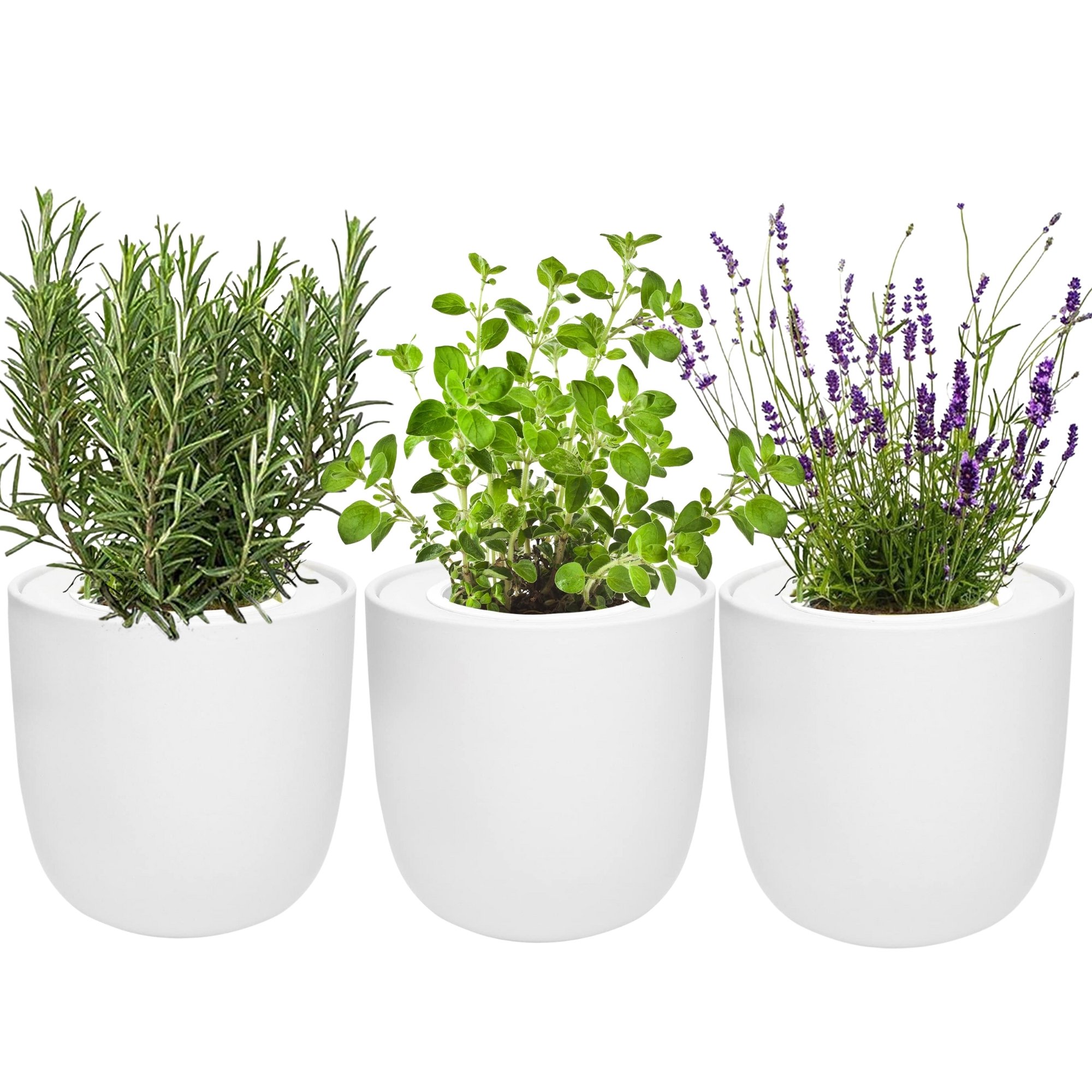 Hydroponic Herb Growing Trio Sets with White Ceramic Pot and Seeds (Rosemary, Lavender, Oregano)