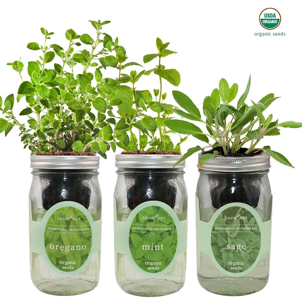 Herb Garden Trio - Mason Jar Hydroponic Kit Set with Organic Seeds (Oregano, Mint and Sage, )