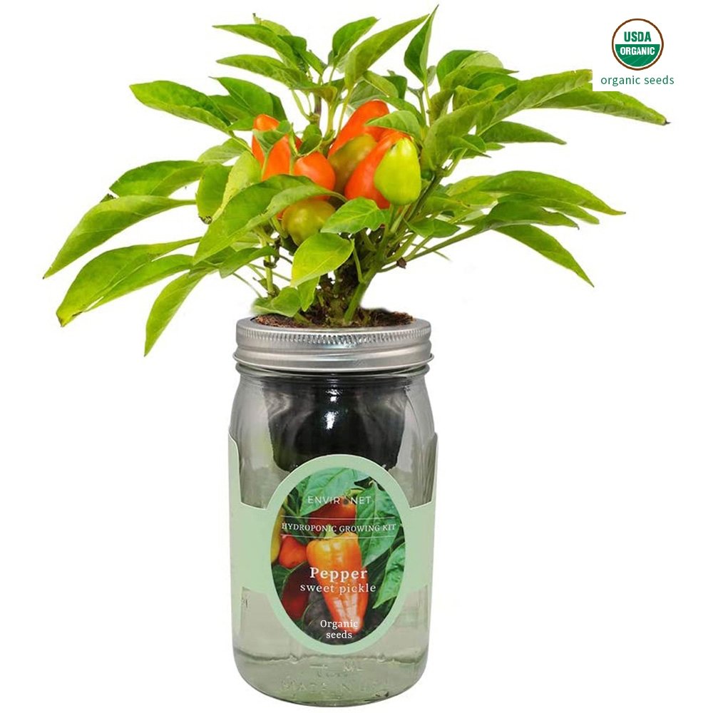 Pepper - Sweet Pickle Mason Jar Hydroponic Herb Kit with Organic Seeds