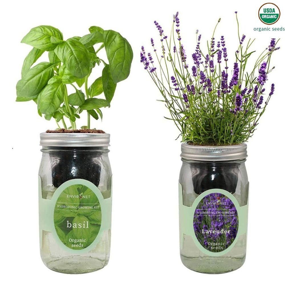 Organic Mason Jar Hydroponic Herb Kit (Basil and Lavender)