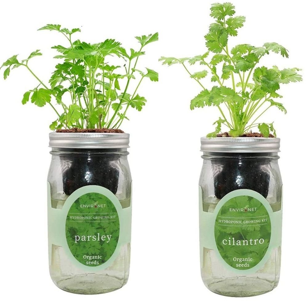 Organic Mason Jar Hydroponic Herb Kit (Parsley and Cilantro)