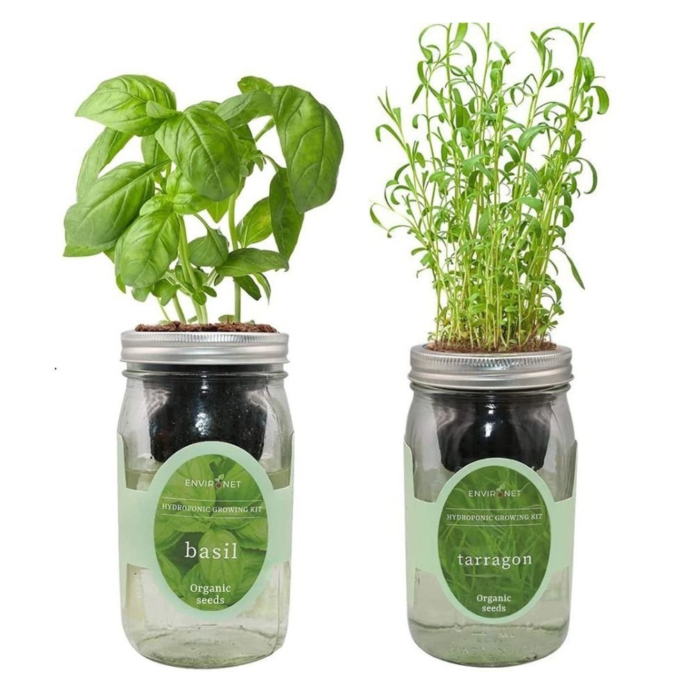 Organic Mason Jar Hydroponic Herb Kit (Basil and Tarragon)