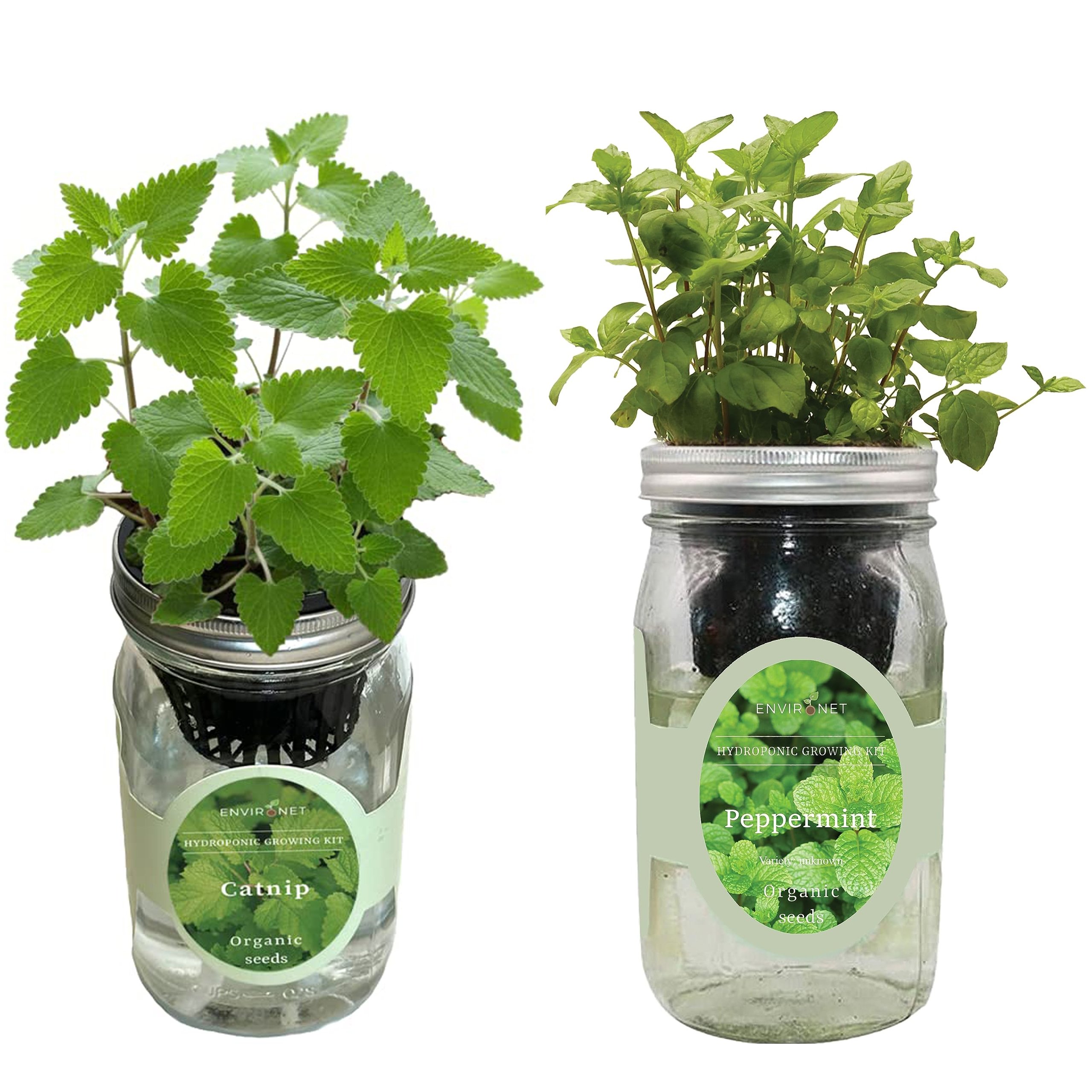 Organic Mason Jar Hydroponic Herb Kit (Catnip and Peppermint)