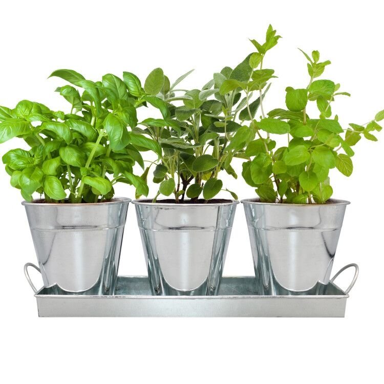 Herb Garden Trio - Silver Metal Vintage Planter Set with Organic Seeds (Basil, Mint and Sage)