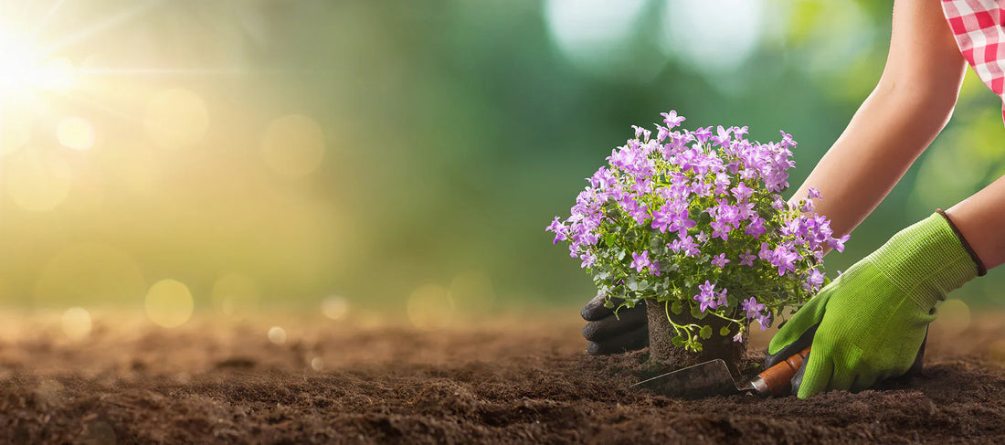 How to take care plants