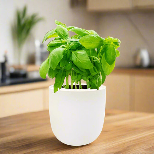 Basil Hydroponic Herb Kit