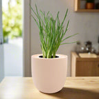 Bunching Onion Hydroponic Kit