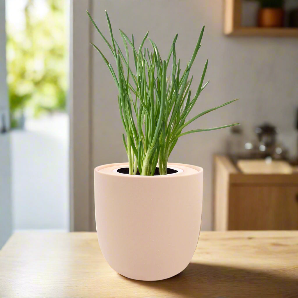 Bunching Onion Hydroponic Kit