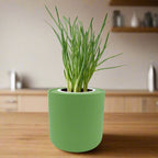 Bunching Onion Hydroponic Kit