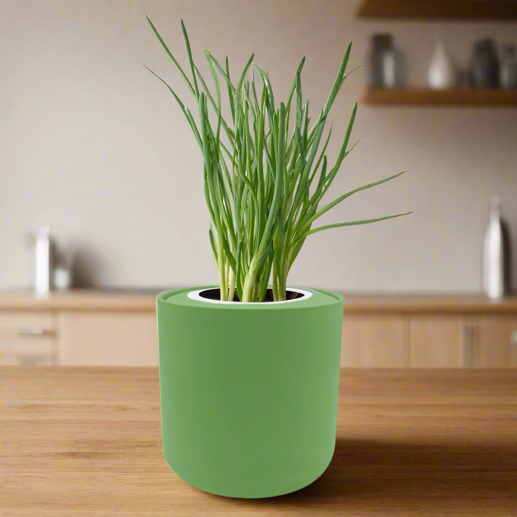 Bunching Onion Hydroponic Kit