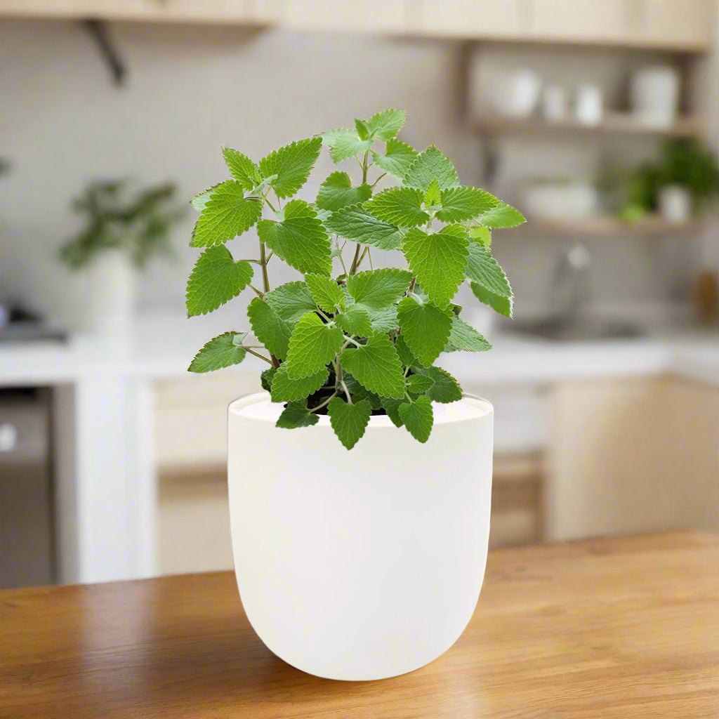 Catnip Hydroponic Herb Growing Kit