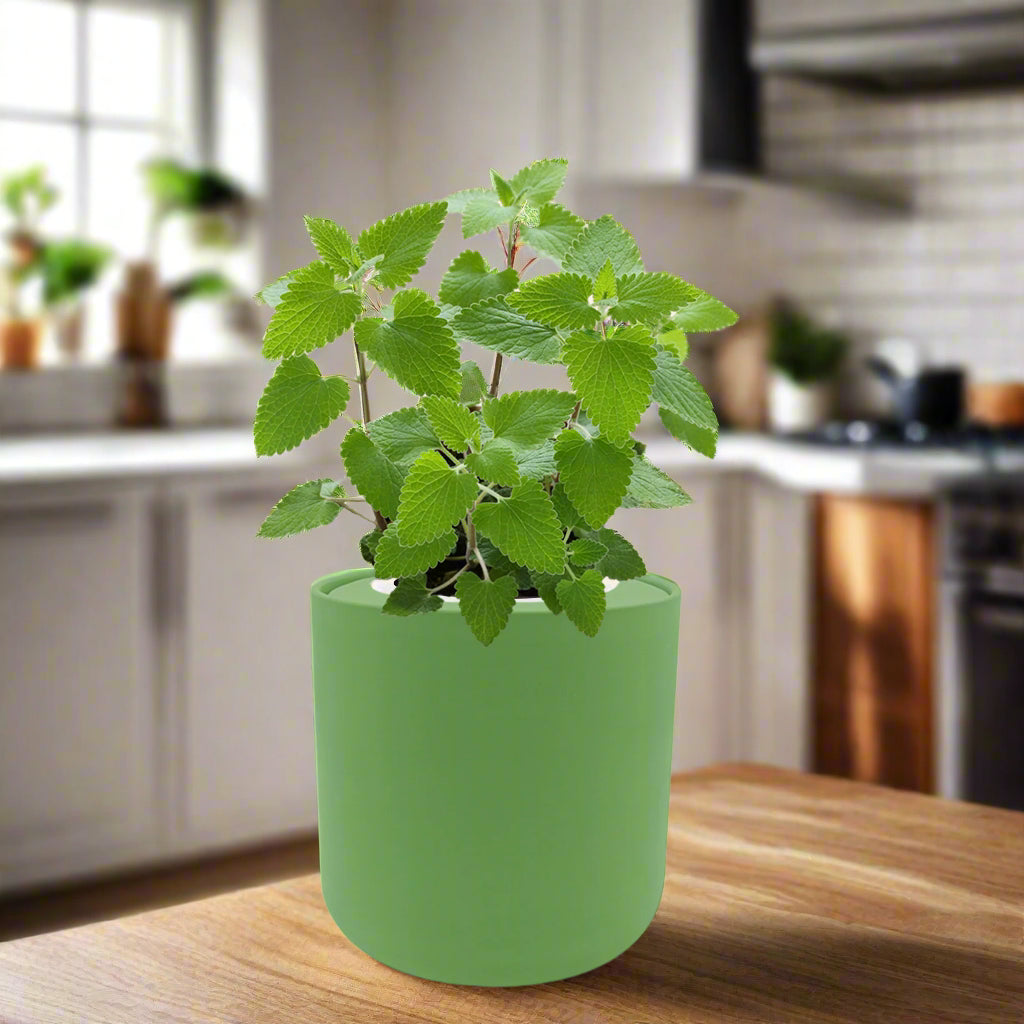 Catnip Hydroponic Herb Growing Kit