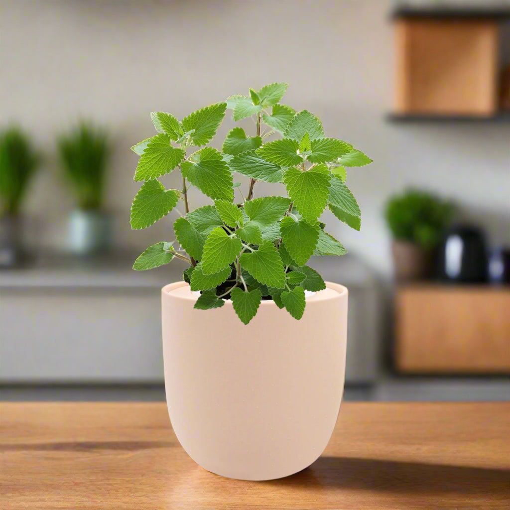 Catnip Hydroponic Herb Growing Kit