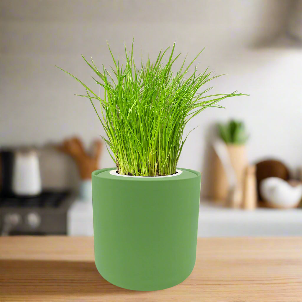 planting chives in a pot Chives Hydroponic Kit – Enviro Garden