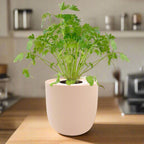Cilantro Hydroponic Kit