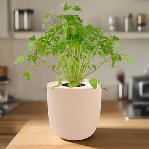 Cilantro Hydroponic Kit