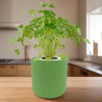 Cilantro Hydroponic Kit