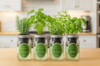 Mediterranean Herb Mix - Rosemary, Cilantro, Oregano, Basil