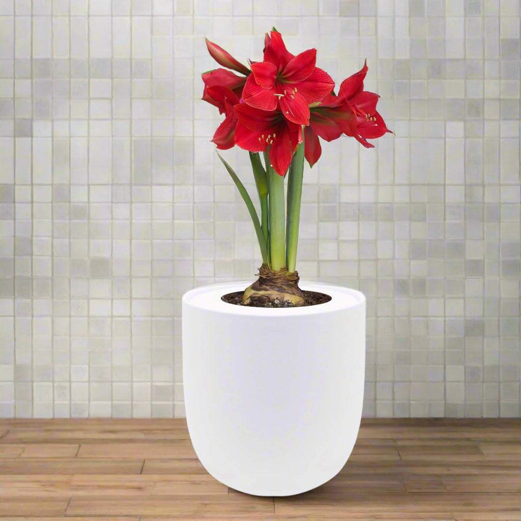 indoor bulb plants Amaryllis 