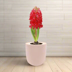 Hyacinth Jan Bos Hydroponic Kit - Pink Ceramic Pot