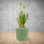 Grape Hyacinths (Muscari Album) Hydroponic Kit - Green ceramic planter