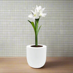 Jumbo Indoor Paperwhites (Narcissus Ziva) Hydroponic Kit