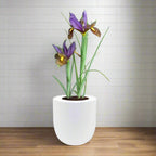 Dutch Iris "Eye of The Tiger" Hydroponic Kit