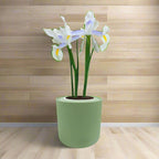 Dutch Iris "Carmen" Hydroponic Kit - Green ceramic planter