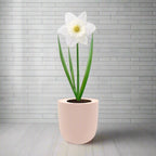 Trumpet Narcissus (Mount Hood) Hydroponic Kit - Pink Ceramic Pot
