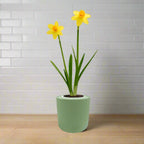 Jetfire Narcissus (Cyclamineus) Hydroponic Kit - Green ceramic planter
