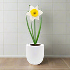 Trumpet Daffodils (Holland Sensation) Hydroponic Kit