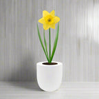 Dutch Master Daffodils (Yellow Narcissus) Hydroponic Kit - White Ceramic Pot