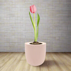 Single Early Tulip (Christmas Dream) Garden Kit - Pink Ceramic Pot