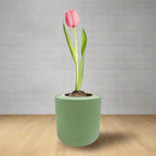 Single Early Tulip (Christmas Dream) Garden Kit