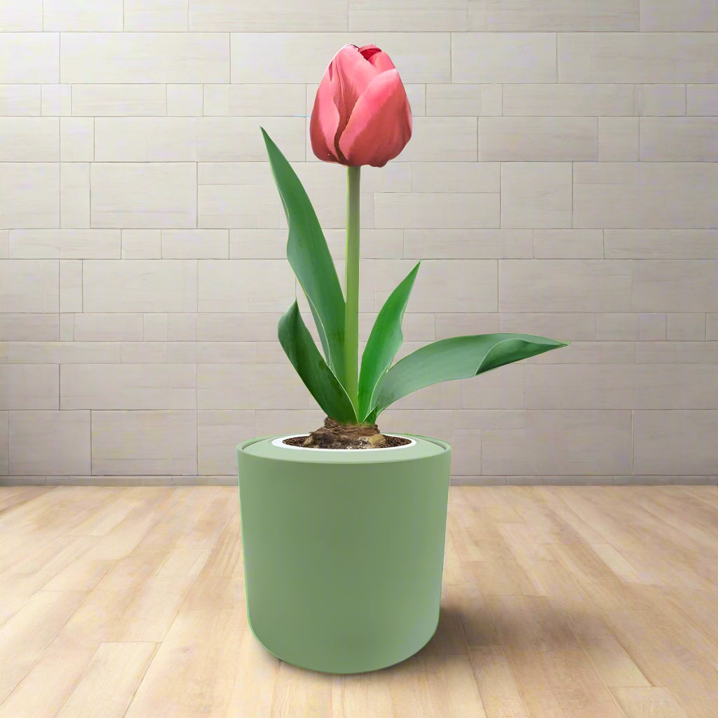 Triumph Tulip (Pretty Princess) Garden Kit - Green ceramic planter